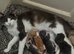 Kittens available 9wks