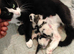 Kittens