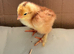 Mixed breed barnyard day old chicks