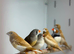 Zebra finches