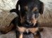 Bedlington x Lakeland Puppies