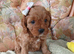 F1 Cavapoo puppies