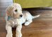 Golden doodle puppies looking for a family home from 5th July ️