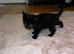 5 beautiful kittens for sale