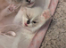Ragdoll kitten for sale