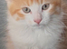 Gorgeous Siberian cross kittens ready to leave now
