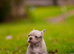 French bulldogs