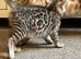 Silver female bengal kitten