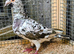 RARE ALMOND RACING PIGEON COCK BIRDS