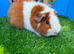 Pair of Teddy Guinea Pig Boys