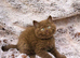British shorthair kittens pedigree