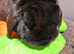 Neutered and vaccinated male