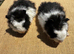 Pair of bonded boy babies