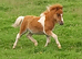 Eye-catching Registered Miniature Shetland Colt Foal