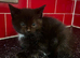 3 kittens left