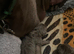 2 Girl Silver Labrador puppies for sale ready 20/9/ 2026