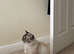 Gorgeous Ragdoll 7 Years Old Girl Vet Chkd an Vaccinated