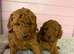 1 boy available ready to go