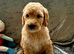 !!!REDUCED!!! STUNNING GOLDENDOODLE PUPPIES