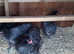 Orpington growers available