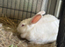 Breeding pair of New Zealand whites