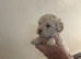 F1B cavapoo puppies