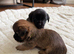 Jack Tzu puppies