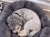 Beautiful 2-Year-Old Silver & White Toy Poodle &ndash; Looking for His Forever Home