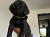 KC Registered Black Lab pups