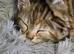 Torbie kitten for sale
