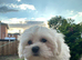 Korean line Maltese puppy