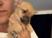 Stunning pups wanting 5 star homes