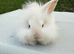 Angora mini lion lop mixed breed
