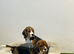 Tri-coloured female beagles