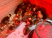 Indian runner ducklings day old