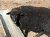 Coloured ryeland x lambs