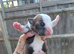 Old Tyme English bulldog puppies