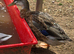 Miniature Silver Appleyard drakes