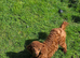 Stunning Red Toy poodle