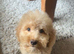 Cockapoo puppy for sale