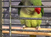 Male young alexandrine