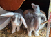 Mini lop x lion heads