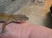 Female leopard gecko
