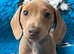 Miniature dachshund pups