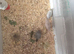 Button quail x 13