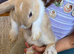 Bunnies