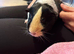 3 Guinea pigs looking for a new home
