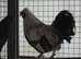 Silkie x Dorking Bantams