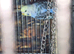 Male budgies