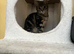 Female kitten